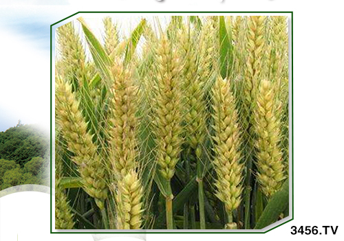 С?zhn)ôr(sh)򶬹횜(zhn)_Д࣡ԓ಻к