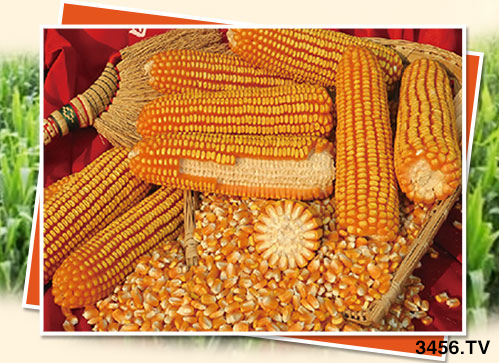 玉米購(gòu)種季來(lái)臨,對(duì)種子有什么顧慮?看看不一樣的選種技巧! 玉米購(gòu)種季來(lái)臨,對(duì)種子有什么顧慮?看看不一樣的選種技巧!