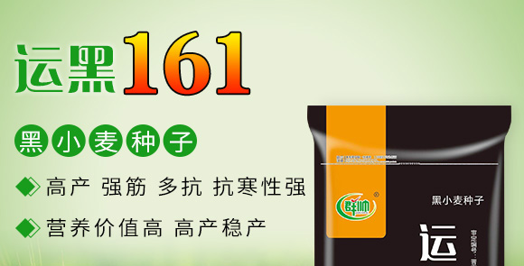 運(yùn)黑161-黑小麥種子 運(yùn)黑161-黑小麥種子
