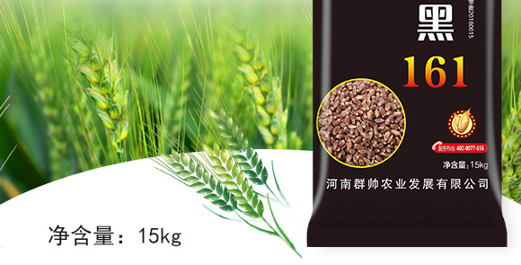 運(yùn)黑161-黑小麥種子 運(yùn)黑161-黑小麥種子