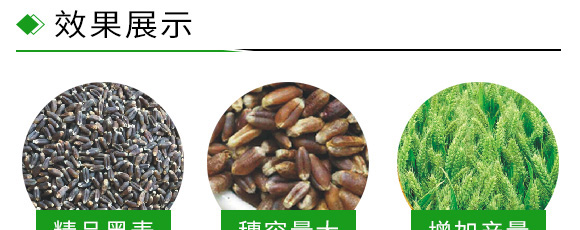 運(yùn)黑161-黑小麥種子 運(yùn)黑161-黑小麥種子