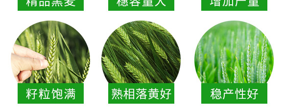 運(yùn)黑161-黑小麥種子 運(yùn)黑161-黑小麥種子