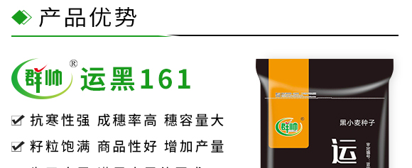 運(yùn)黑161-黑小麥種子 運(yùn)黑161-黑小麥種子