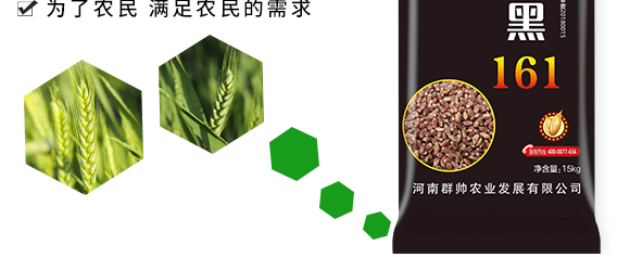 運(yùn)黑161-黑小麥種子 運(yùn)黑161-黑小麥種子