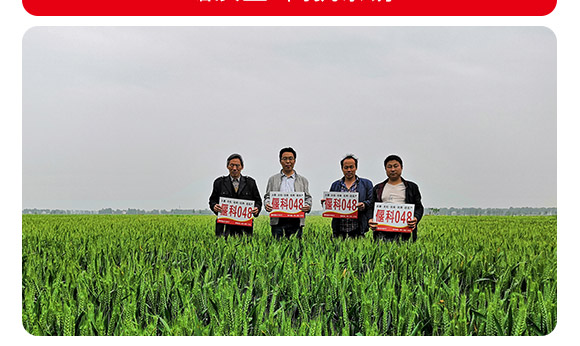 偃科048-小麥種-商都種業(yè) 偃科048-小麥種-商都種業(yè)