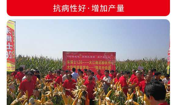禾博士126-玉米種子-商都種業(yè) 禾博士126-玉米種子-商都種業(yè)