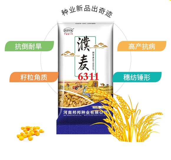 濮麥6311-小麥種子-邦邦種業(yè) 濮麥6311-小麥種子-邦邦種業(yè)