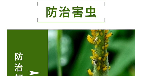 全管一月凈-萱化威遠(yuǎn) 全管一月凈-萱化威遠(yuǎn)