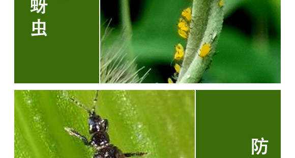 全管一月凈-萱化威遠(yuǎn) 全管一月凈-萱化威遠(yuǎn)