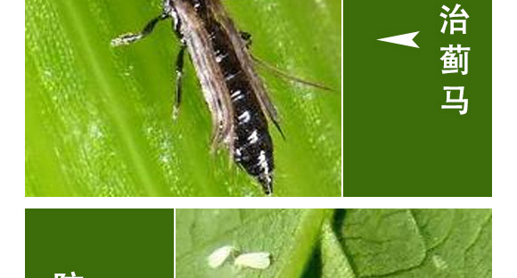 全管一月凈-萱化威遠(yuǎn) 全管一月凈-萱化威遠(yuǎn)