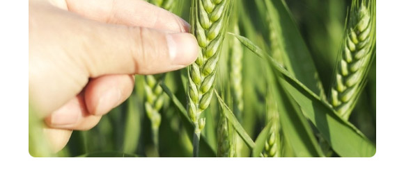 中麥666-麥種貴族-龍大種業(yè) 中麥666-麥種貴族-龍大種業(yè)