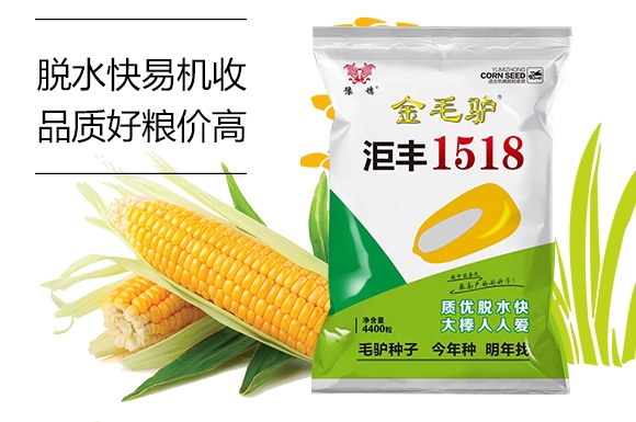 金毛驢匯豐1518-玉米種子-豫穗農(nóng)業(yè) 金毛驢匯豐1518-玉米種子-豫穗農(nóng)業(yè)