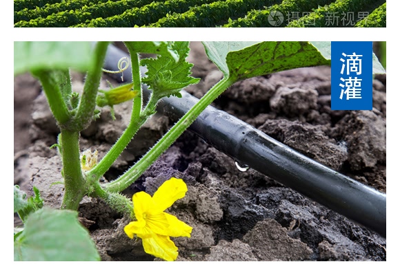 平衡型含氨基酸水溶肥料20-20-20-奧睿施 平衡型含氨基酸水溶肥料20-20-20-奧睿施