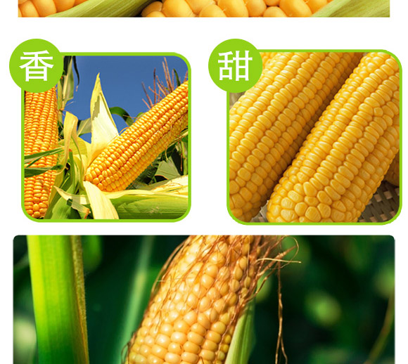 美單609-玉米(雜交)種子-中科正高 美單609-玉米(雜交)種子-中科正高