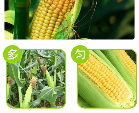 美單337-玉米種子-中科正高 美單337-玉米種子-中科正高