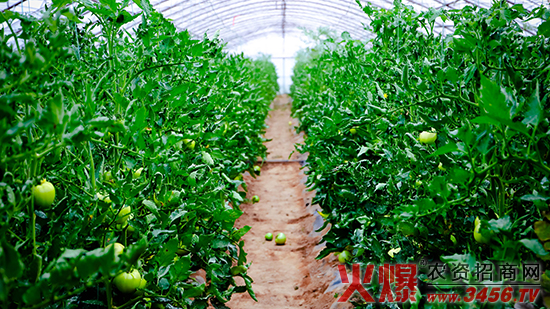 山西綠福園農(nóng)業(yè)開發(fā)有限責(zé)任公司 山西綠福園農(nóng)業(yè)開發(fā)有限責(zé)任公司