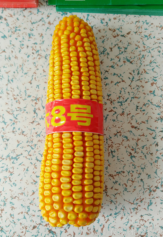 白芯農(nóng)科大8號(hào)玉米種子-敦煌飛天-中亞農(nóng)業(yè) 白芯農(nóng)科大8號(hào)玉米種子-敦煌飛天-中亞農(nóng)業(yè)