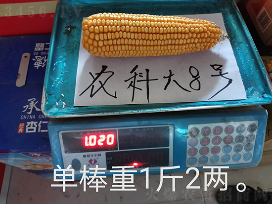 白芯農(nóng)科大8號(hào)玉米種子-敦煌飛天-中亞農(nóng)業(yè) 白芯農(nóng)科大8號(hào)玉米種子-敦煌飛天-中亞農(nóng)業(yè)