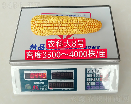 紅軸農(nóng)科大8號(hào)玉米種子-敦煌飛天-中亞農(nóng)業(yè) 紅軸農(nóng)科大8號(hào)玉米種子-敦煌飛天-中亞農(nóng)業(yè)