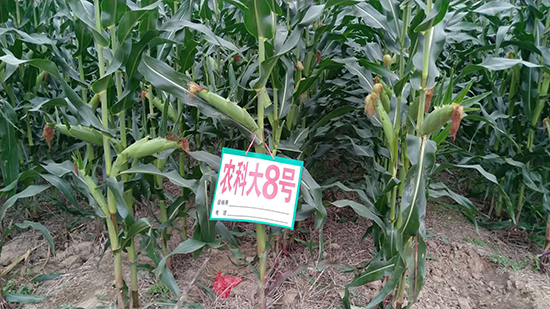 紅軸農(nóng)科大8號(hào)玉米種子-敦煌飛天-中亞農(nóng)業(yè) 紅軸農(nóng)科大8號(hào)玉米種子-敦煌飛天-中亞農(nóng)業(yè)