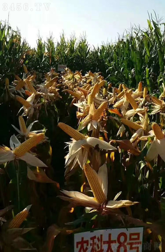 紅軸農(nóng)科大8號(hào)玉米種子-敦煌飛天-中亞農(nóng)業(yè) 紅軸農(nóng)科大8號(hào)玉米種子-敦煌飛天-中亞農(nóng)業(yè)