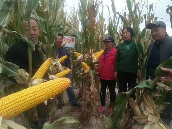 紅軸農(nóng)科大8號(hào)玉米種子-敦煌飛天-中亞農(nóng)業(yè) 紅軸農(nóng)科大8號(hào)玉米種子-敦煌飛天-中亞農(nóng)業(yè)