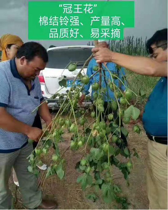 新陸中66號(hào)棉花種子-智通疆棉-利豐元 新陸中66號(hào)棉花種子-智通疆棉-利豐元