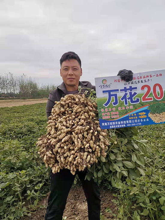 萬花20-花生種子-萬擔糧 萬花20-花生種子-萬擔糧
