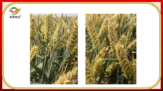 騫葷伅鐗?8.jpg 騫葷伅鐗?8.jpg