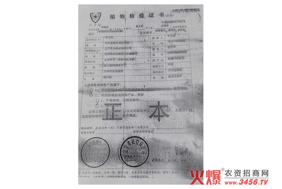 玉雜交種-東單98-好莊稼