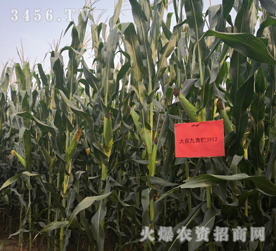 大京九青貯3912-玉米種子-大京九