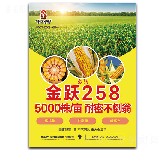 金躍258-玉米種子-中農(nóng)金科