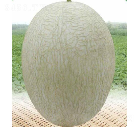 ̩۶̖(ho)-ϷN-̩_(d)