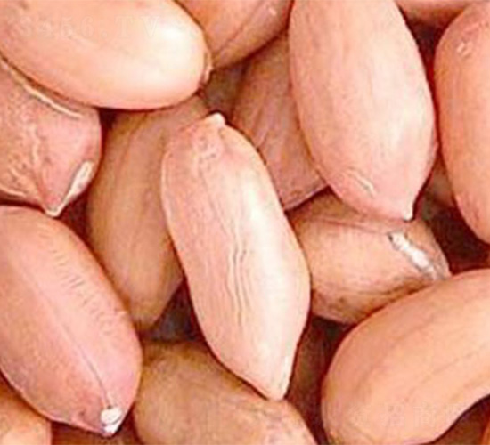 ?；?號-花生種子-哈維農(nóng)業(yè)