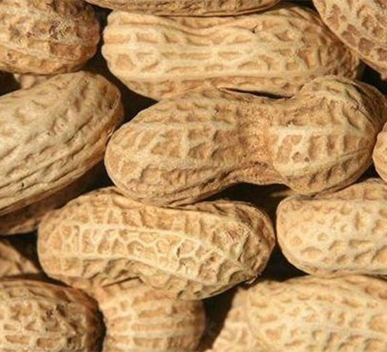 豫花15號-花生種子-哈維農業(yè)