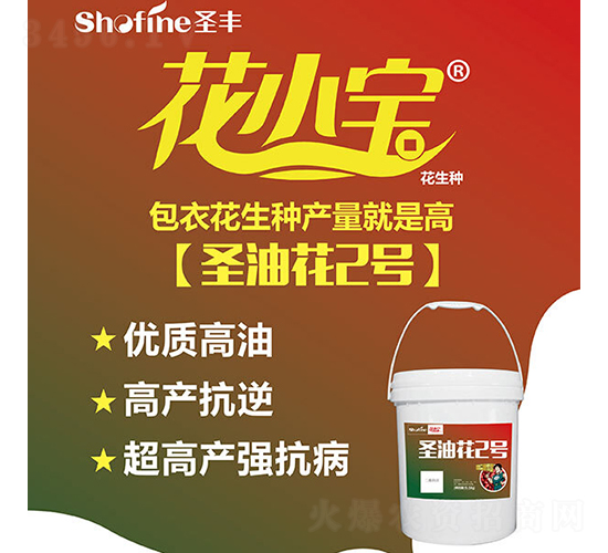 圣油花2號(hào)-花生種子-圣豐種業(yè)