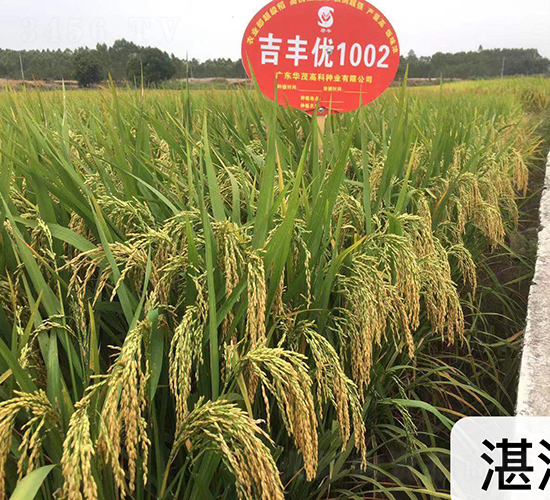 吉豐優(yōu)1002-水稻種子-華茂高科