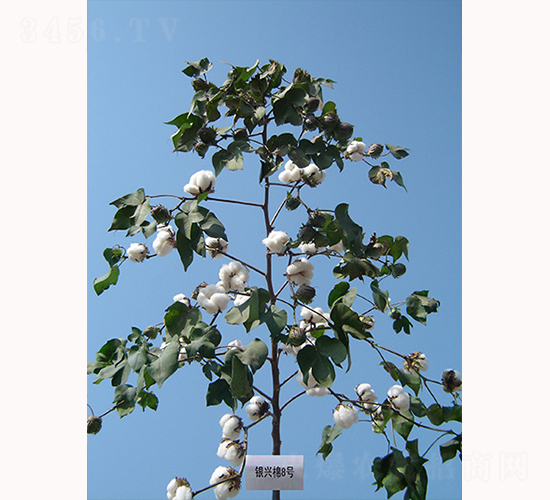 yd8̖(ho)-޻N-ydNI(y)