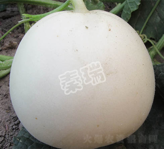 凌甜八號-甜瓜種子-秦瑞