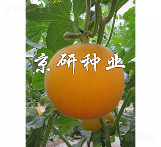 京玉太陽(yáng)-甜瓜種子-京研種業(yè)