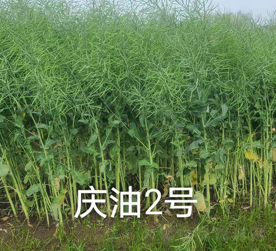 慶油2號(hào)-油菜種子-神農(nóng)科技