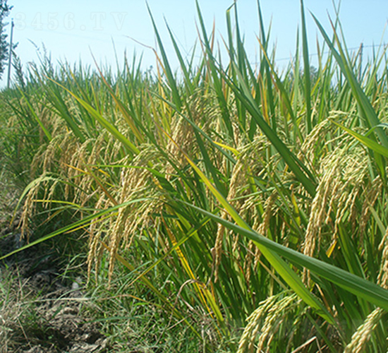 ׃(yu)5431߮a(chn)(yu)|(zh)ƷN-ˮN-r(nng)Ƽ