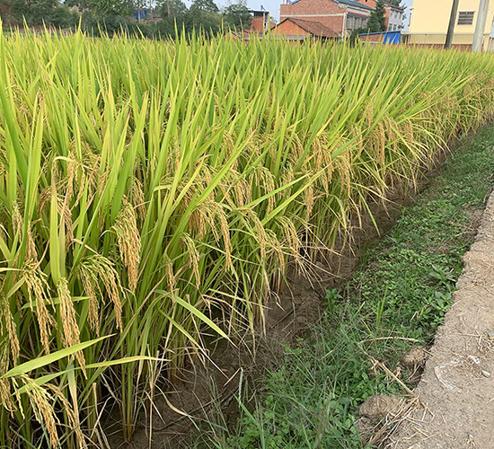 神農(nóng)優(yōu)446（雙一級(jí)優(yōu)質(zhì)稻）-水稻種子-神農(nóng)科技