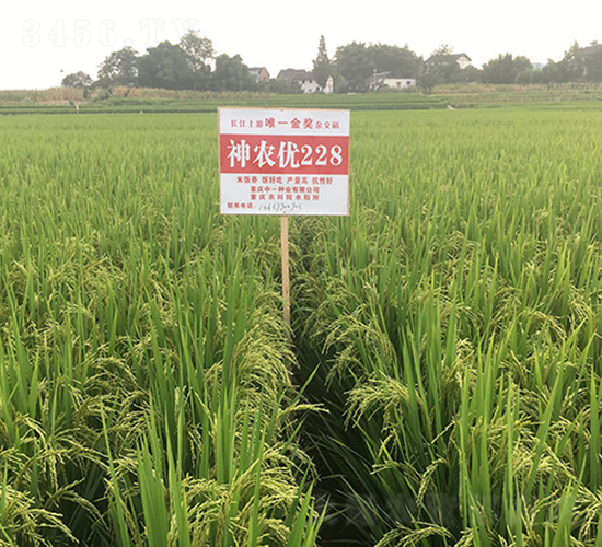 神農(nóng)優(yōu)228（國家金獎稻）-水稻種子-神農(nóng)科技