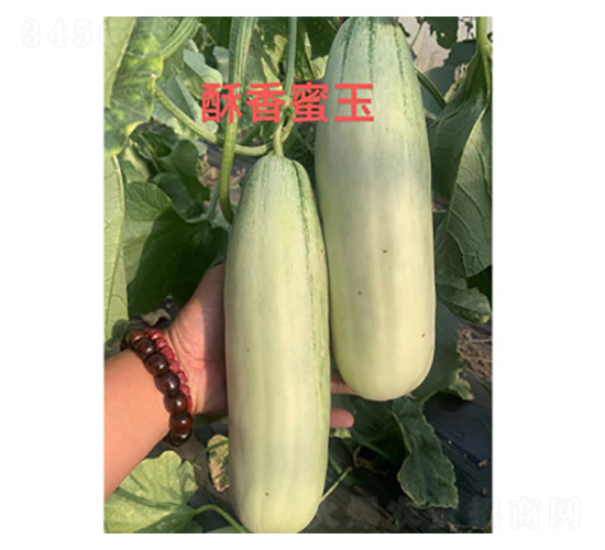 甜瓜種子-酥香蜜玉-尚豐農業(yè)