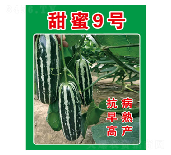 甜瓜種子-甜蜜9號-尚豐農(nóng)業(yè)