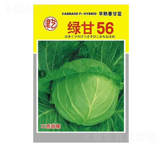 甘藍種子-綠甘56-邯豐農業(yè)