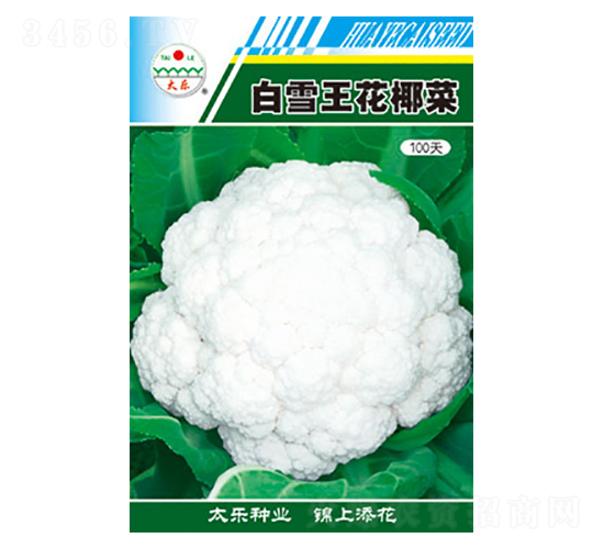 白花椰菜種子-白雪王花椰菜100天-太樂種業(yè)