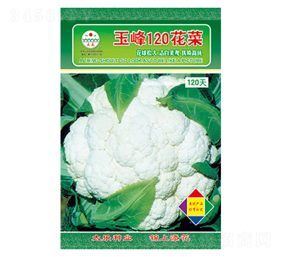 白花椰菜種子-玉峰120花菜-太樂種業(yè)