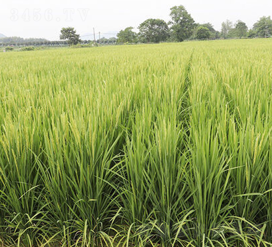 誃Ƀ(yu)-ˮN-𽡷NI(y)